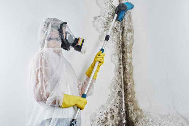 Trusted Dunbar, WV Mold Remediation Experts