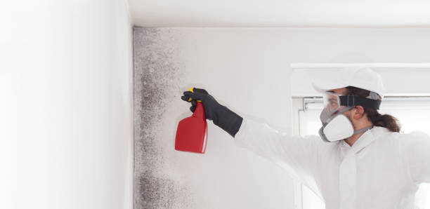 Best Insurance-Related Mold Remediation in Dunbar, WV