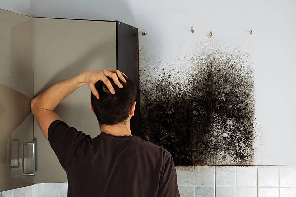  Dunbar, WV Mold Removal Pros