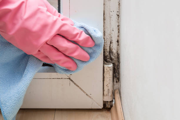 Best Attic Mold Remediation in Dunbar, WV