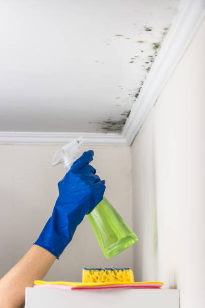 Best Crawl Space Mold Remediation in Dunbar, WV